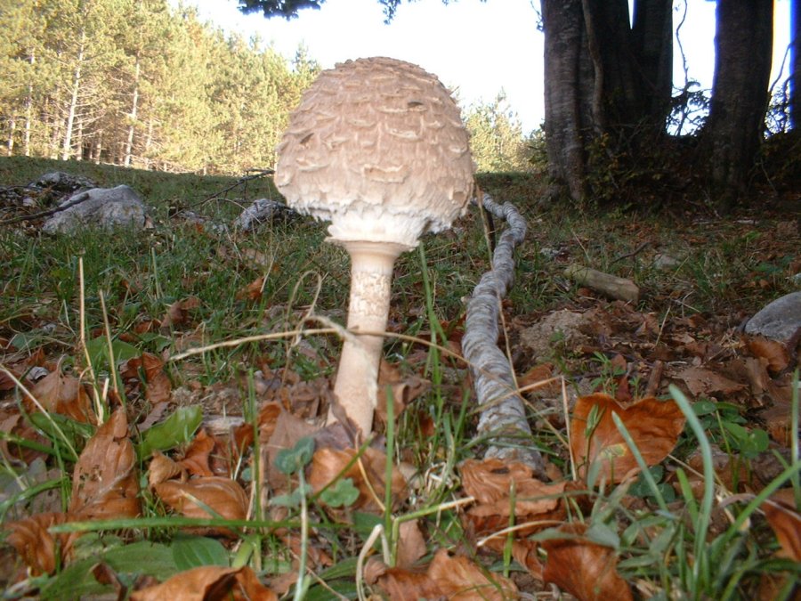 primi ritrovamenti